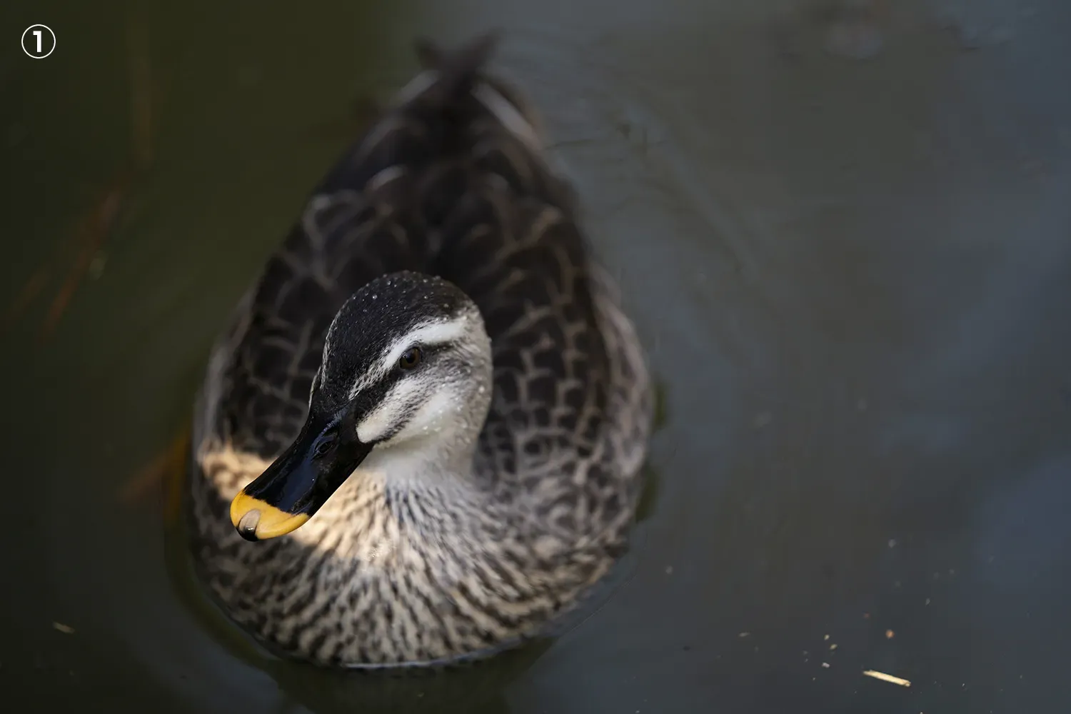 解像度と画像サイズの説明①
