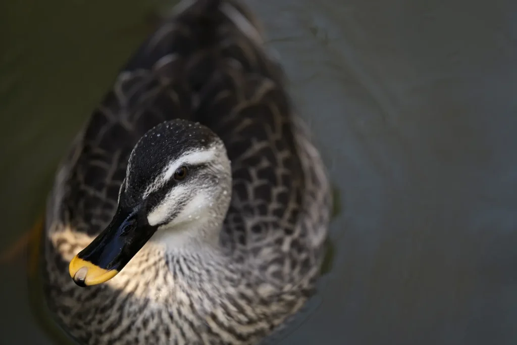 画像解像度とは　α7v　7008 x 4672（33M）でのテスト撮影