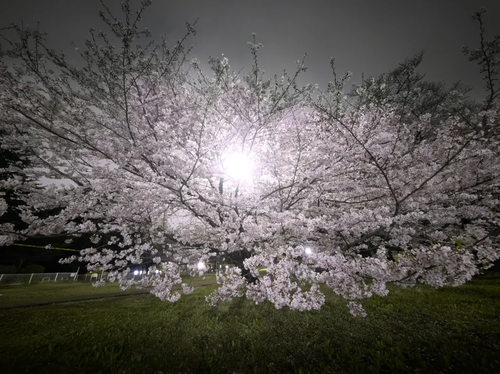 夜桜